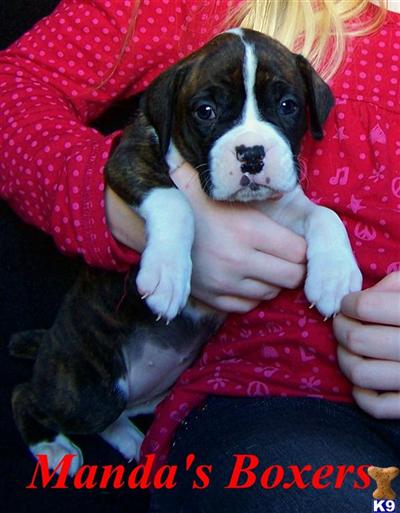 Boxer Puppies for Sale